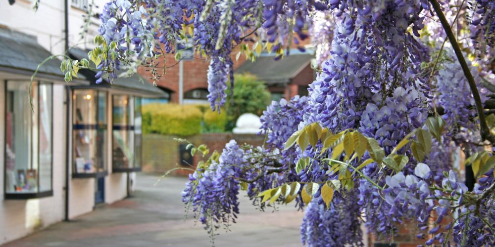 Older Traditional Banbury Kitchen Propery Behind Lavender